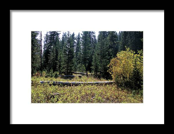 Natural Area Framed Print featuring the photograph Forest Clearing by Scott Carlton