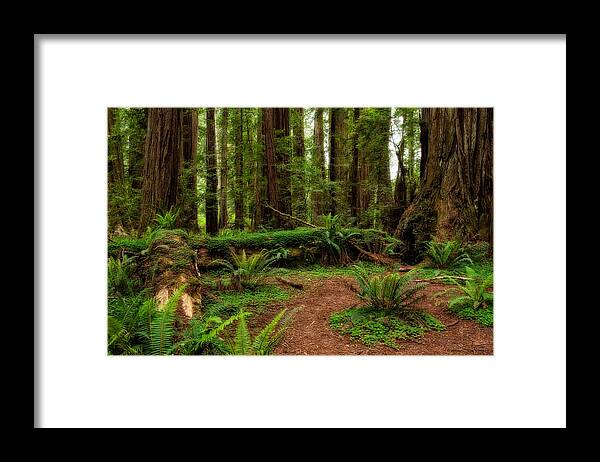 Forest Court Framed Print featuring the photograph Forest Court by George Buxbaum