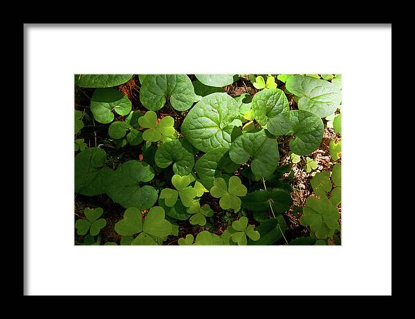 Forest Framed Print featuring the photograph Forest Floor by Andrew Kumler