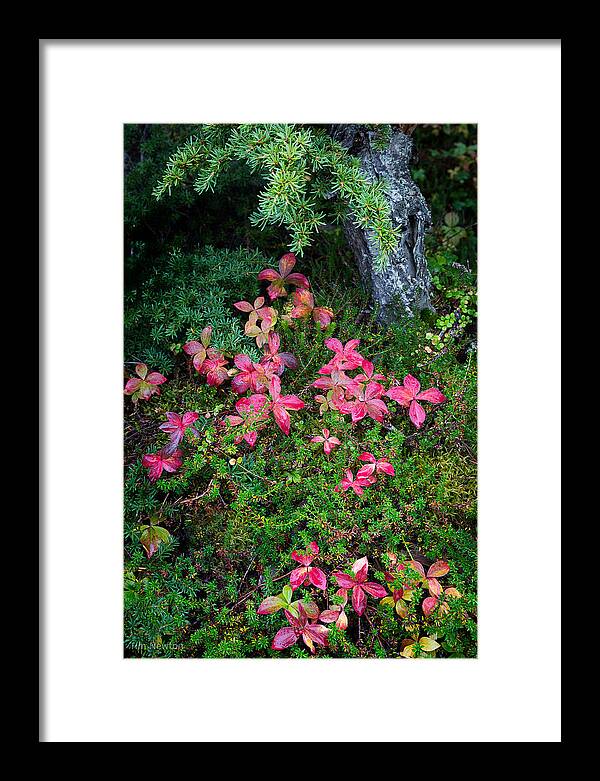 Alaska Framed Print featuring the photograph Forest Floor in Autumn by Tim Newton