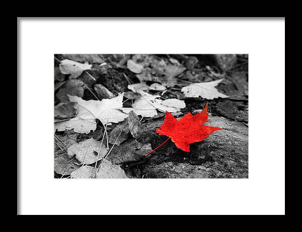 Selective Color Framed Print featuring the photograph Forest Floor Maple Leaf by Adam Pender