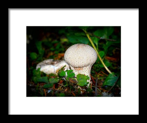 Mushroom Framed Print featuring the photograph Forest Floor Mushroom by Lori Seaman