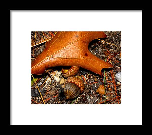 Nature Framed Print featuring the photograph Forest Floor by Robert Morin