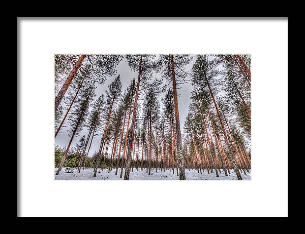 Sky Framed Print featuring the photograph Forest in Finland by Roberta Kayne
