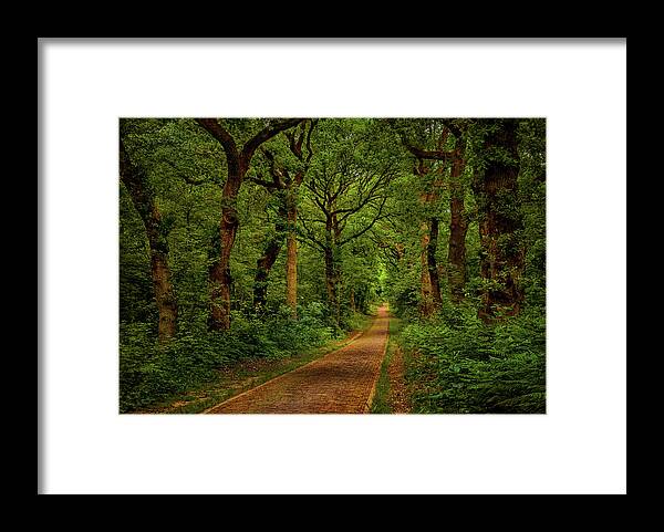 Doorwerth Framed Print featuring the photograph Forest lane in Doorwerth by Tim Abeln