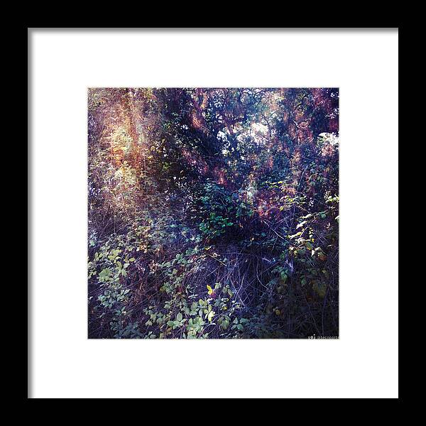 Forest Framed Print featuring the photograph Forest Nebula by Miguel Angel