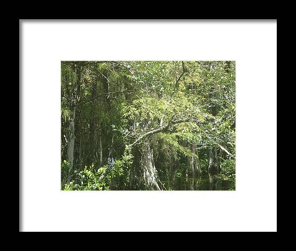 Cyprus Framed Print featuring the photograph Forest on a swamp by Denise Cicchella