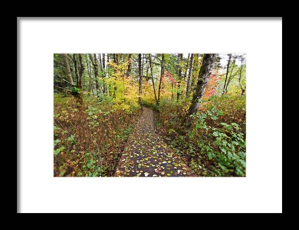 Forest Framed Print featuring the photograph Forest Path by Bonnie Bruno