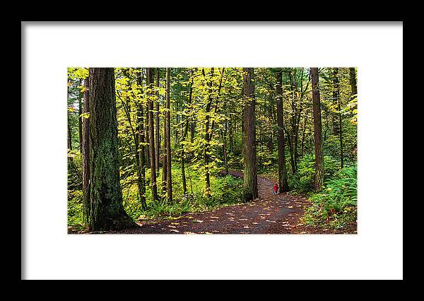 Trees Framed Print featuring the photograph Forest Pathway by John Christopher