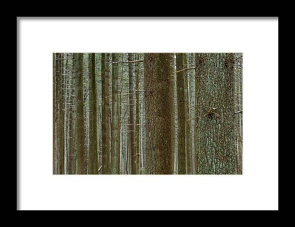 Trees Framed Print featuring the photograph Forest Pattern by Denise Bush