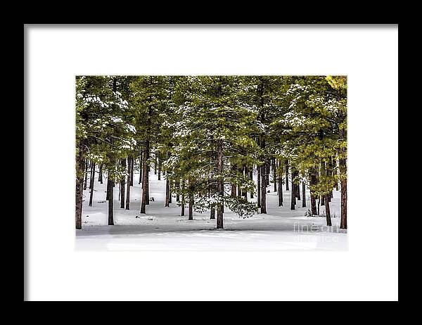 Forest Framed Print featuring the photograph Forest snow by David Meznarich