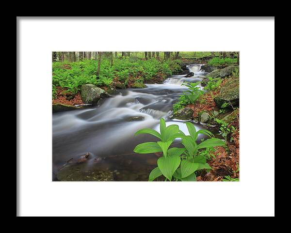 Roaring Brook Framed Print featuring the photograph Forest Stream and False Hellabore in Spring by John Burk