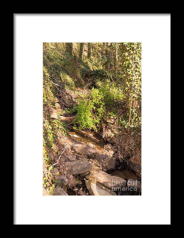 Stream Framed Print featuring the photograph Forest Stream in the Mountains in Springtime by MM Anderson