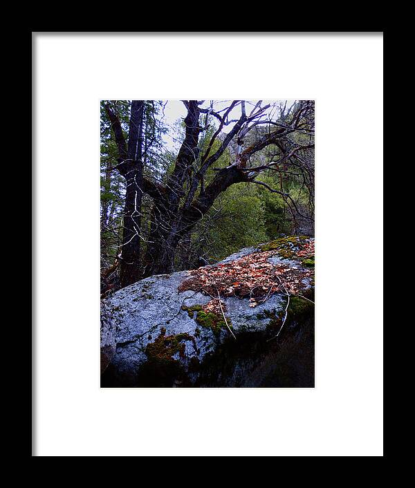 California Framed Print featuring the photograph Forest Trail 01 2015 A by Walter Fahmy