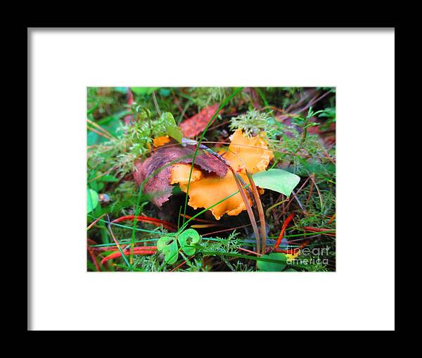 Food Framed Print featuring the photograph Forest Treasure by Martin Howard