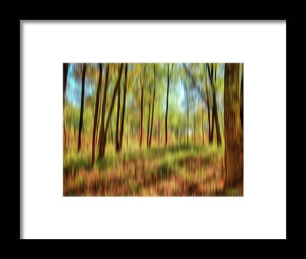 Trees Framed Print featuring the photograph Forest Vision by Ches Black