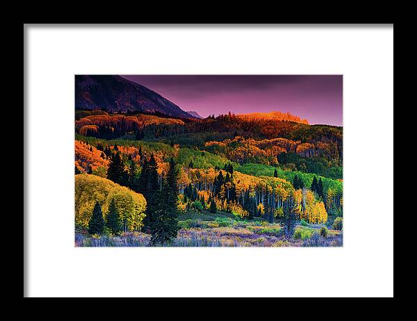 Aspen Framed Print featuring the photograph Forests Of Fall by John De Bord