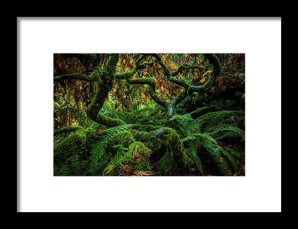 5dsr Framed Print featuring the photograph Forever Green by Edgars Erglis