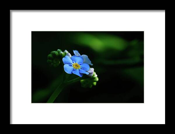 Forget-me-not Framed Print featuring the photograph Forget-me-not by Rob Davies