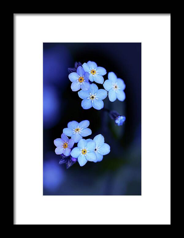 Flowers Framed Print featuring the photograph Forget Me Not by Vanessa Thomas
