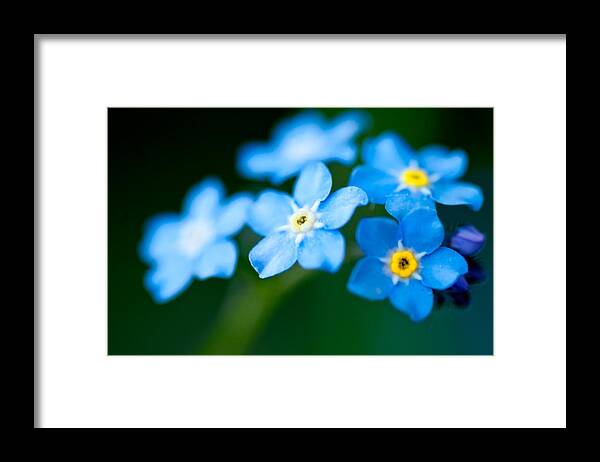 Flower Framed Print featuring the photograph Forget Me Not by Venura Herath
