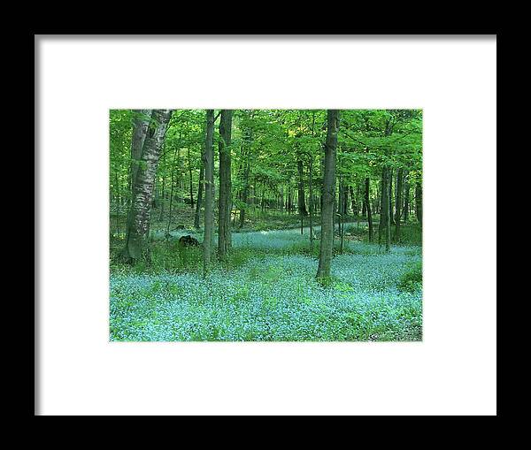 Spring Framed Print featuring the photograph Forget-me-nots in Peninsula State Park by David T Wilkinson