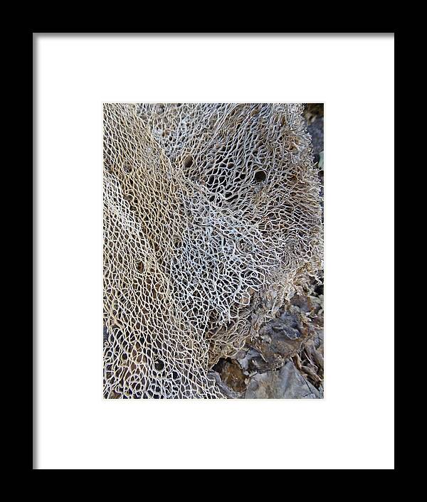 Desert Framed Print featuring the photograph Former Prickly Pear Cactus by Claudia Goodell