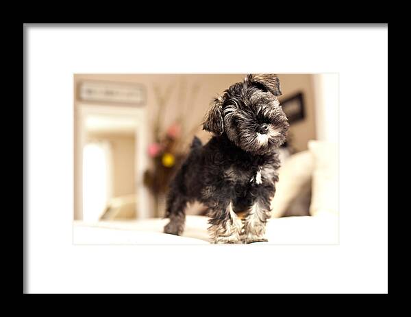 Puppy Framed Print featuring the photograph Forrest Arthur by Lori Knisely