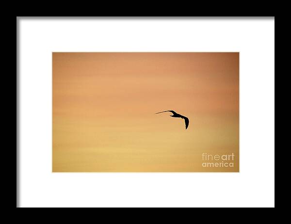 Grantlake Framed Print featuring the photograph Forster's Tern Silhouette by Erica Freeman