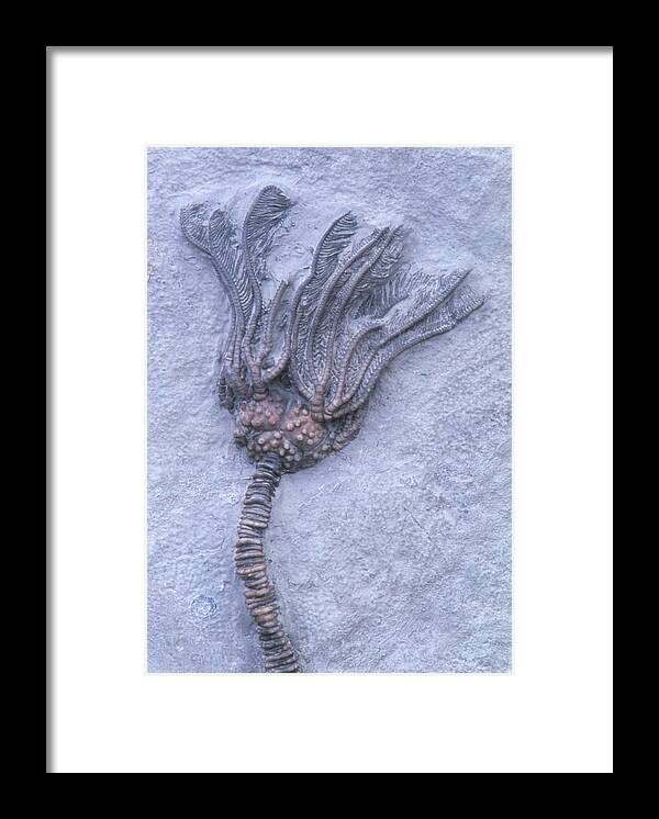 Fossil Framed Print featuring the photograph Fossil Crinoid Or Sea Lily by Kaj R. Svensson