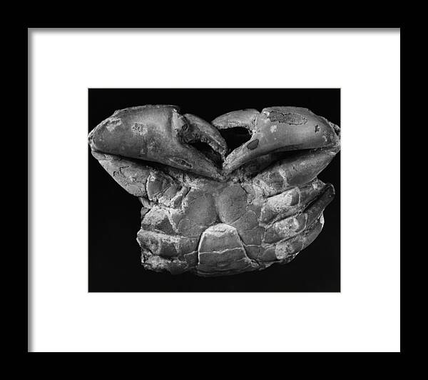 Ancient Framed Print featuring the photograph Fossil: Miocene Crab by Granger