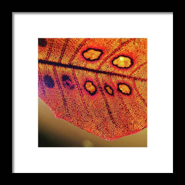 Photojojomacro Framed Print featuring the photograph Found Some Gorgeous Smoke Bush Leaves by Ginger Oppenheimer