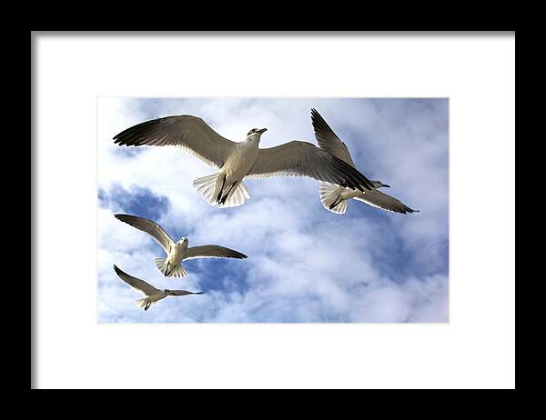 Gull Framed Print featuring the photograph Four Gulls by Robert Och