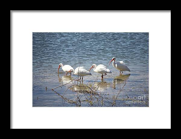 Ibis Framed Print featuring the photograph Four Ibises Walking in Water by Carol Groenen