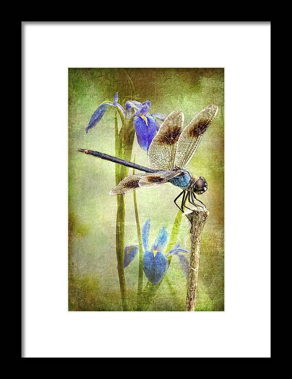 Four Spotted Pennant Dragonfly Framed Print featuring the photograph Four Spotted Pennant and Louisiana Irises by Bonnie Barry