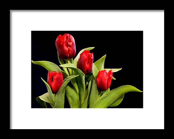 Tulips Framed Print featuring the photograph Four Tulips by R Allen Swezey