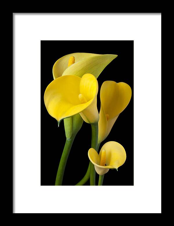 Yellow Framed Print featuring the photograph Four yellow calla lilies by Garry Gay