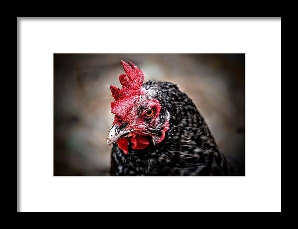 Chicken Framed Print featuring the photograph Fowl Scowl by Michael Brungardt