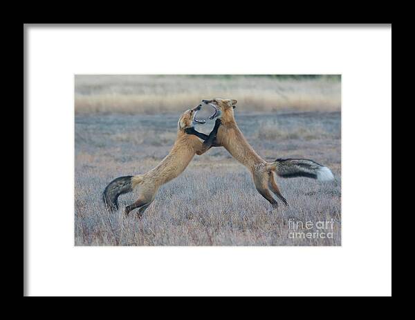 Foxes Framed Print featuring the photograph Fox Fury by John Greco
