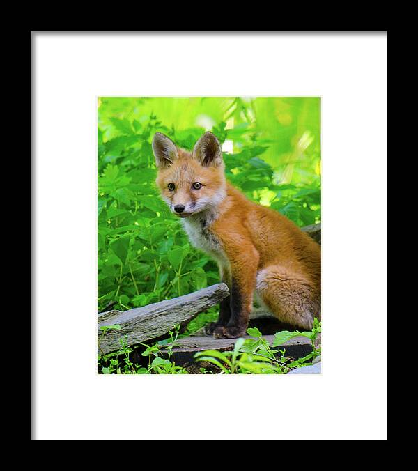 Fox Kit Framed Print featuring the photograph Fox Kit - 1 by Kristin Hatt