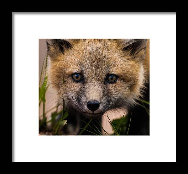 Fox Kit Framed Print featuring the photograph Fox Kit #5 Up Close and Curious by Mindy Musick King