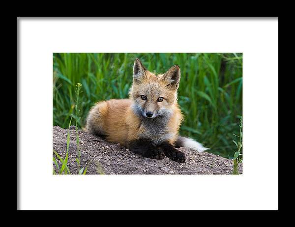 Red Fox Framed Print featuring the photograph Fox Kit at Dusk #3 by Mindy Musick King