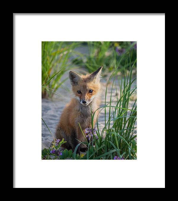 Red Fox Framed Print featuring the photograph Fox Kit by Bill Wakeley