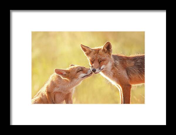 Red Fox Framed Print featuring the photograph Fox Love Series - World Friendship Day by Roeselien Raimond