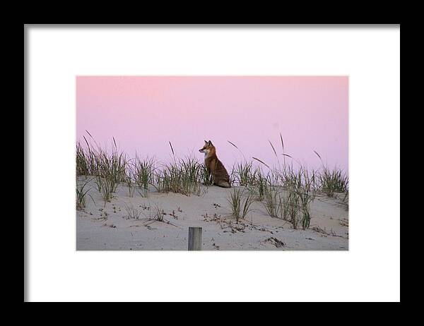 Fox Framed Print featuring the photograph Fox On The Dune At Dawn by Robert Banach
