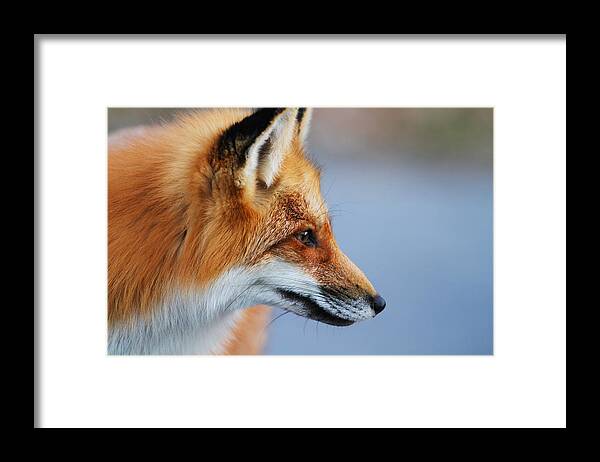 Animal Framed Print featuring the photograph Fox profile by Mircea Costina Photography