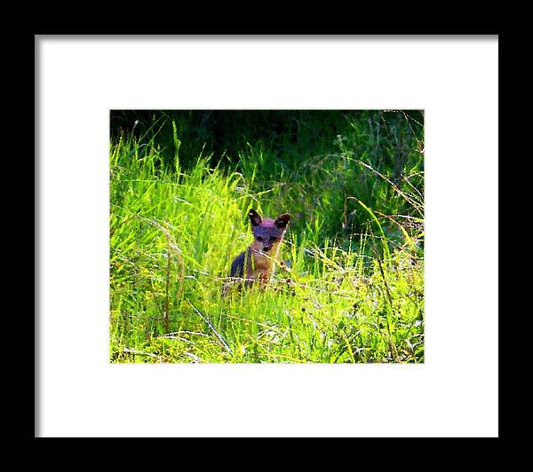 Fox Framed Print featuring the photograph Fox Pup by Timothy Bulone
