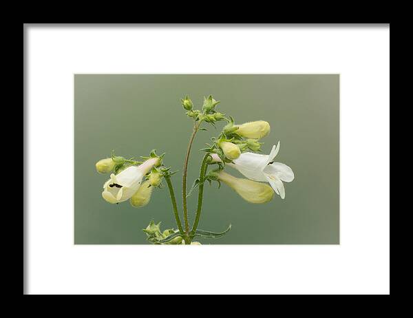 Prairie Wildflowers Framed Print featuring the photograph Foxglove Beardtongue by Jim Zablotny