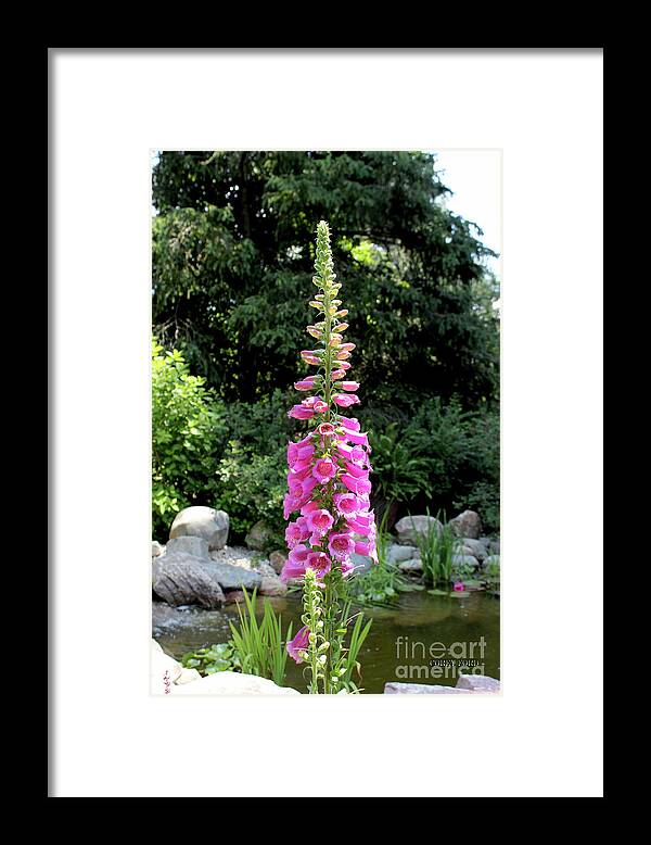 Flower Pictures Framed Print featuring the painting Foxglove Flowers - Pink by Corey Ford