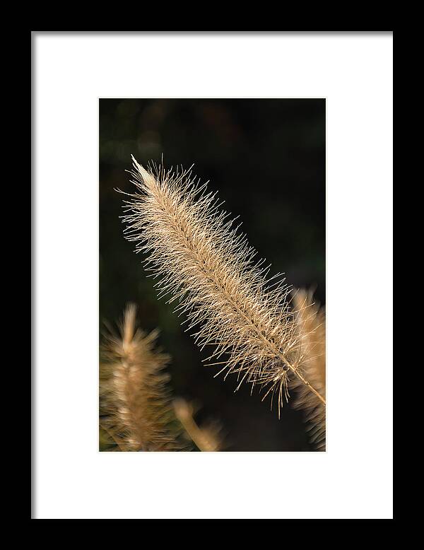 Foxtail Framed Print featuring the photograph Foxtail by Frank Mari